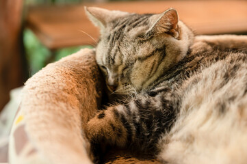 Naklejka premium A cute cat lying on the bed to sleep