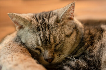 A cute cat lying on the bed to sleep