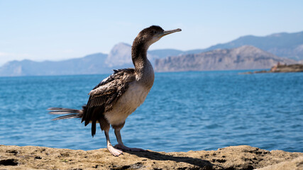 Fototapeta na wymiar a cormorant bird with its wings spread stands on a rock by the sea