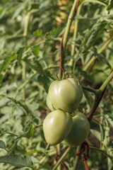 Unripe green tomatoes growing on bush in the garden