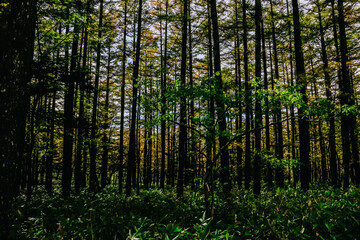 Obraz premium Wooded forest trees back-lit by sunlight rays pouring through trees on forest floor illuminating tree branches. 