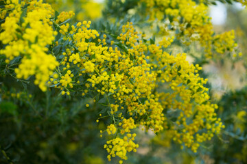 Obraz premium Yellow flowers of the australian acacia cultriformis. High quality photo