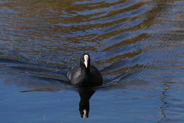 eurasian coot in water