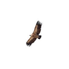Eagle flying isolated on white background
