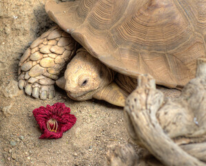 turtle on the stone