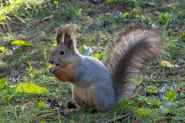 Naklejka na ściany i meble Beautiful fluffy gray-orange squirrel gnaws a nut on the green grass, close-up, copy space