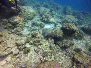 Naklejka na ściany i meble The green sea turtle (Chelonia mydas), El Nido, Palawan, Philippines