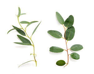 Eucalyptus in studio