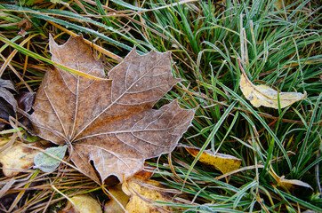 Colored autumn leaves and green grass with dusting of frost.
