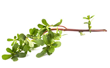 Portulaca oleracea in studio