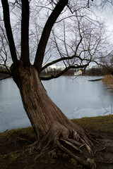 An old tree on the shore of a pond in the Catherine Park, St. Petersburg, Russia.