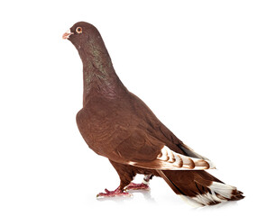 lebanese pigeon in studio