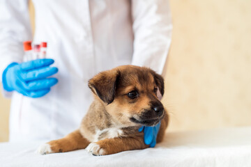 Outbred red puppy at the veterinarian's examination in the clinic. Dog vaccination
