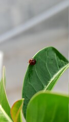 ladybug on leaf