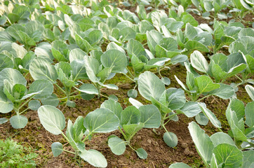 bunch the ripe green cabbage plant seedlings in the garden.