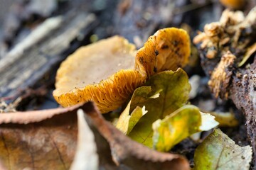 mushrooms on a tree close up