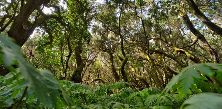 Parque Nacional de Garajonay La Gomera low angle trees 