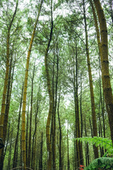 Obraz premium trees in the forest