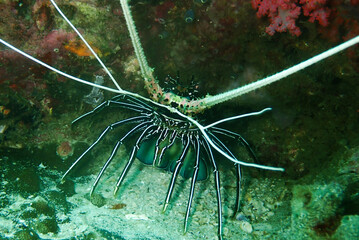 Spiny Lobster in its hole