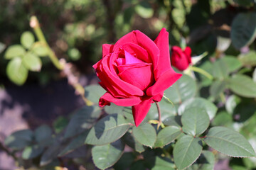 赤い バラ 薔薇 ローズ レッド 綺麗