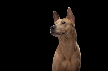 nice dog on a black background. Thai ridgeback in studio