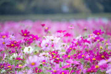 ピンクのコスモス畑