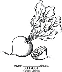 Beet. Vector hand drawn vegetables isolated on white background