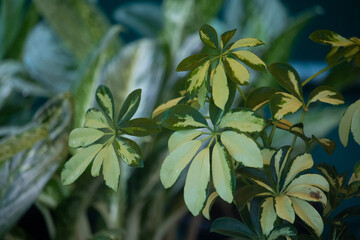 close up of leaves