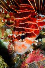 Lion fish close up