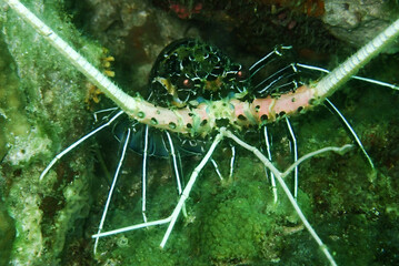 Spiny lobster