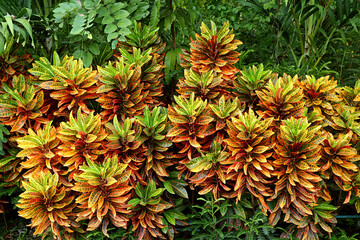 Obraz premium Colorful Fire Croton Shrubs in a tropical Garden