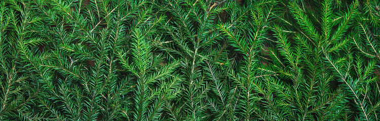 Background texture of Christmas tree branches