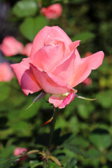 ピンク ローズ 薔薇 バラ 葉っぱ パステル