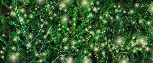 Background texture of Christmas tree branches with lights