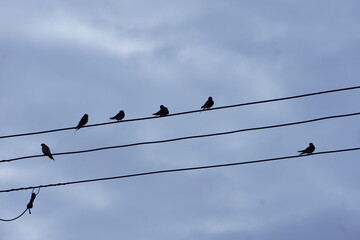 birds on wires
