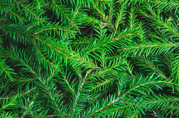 Fototapeta na wymiar Background texture of Christmas tree branches