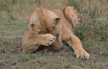 Fototapeta na wymiar adorable shy lion swats off flies with its paw while lying down in the masai mara kenya