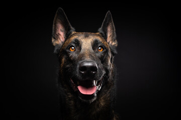 Portrait of a Belgian shepherd dog on an isolated black background.