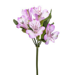 Alstroemeria flower isolated on white background.