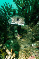 Porcupine fish