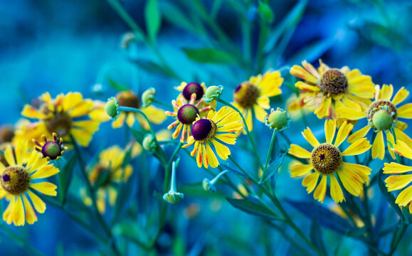 helenium yellow large flowers chamomile on the field