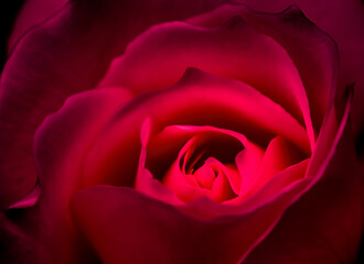 Botanical concept, invitation card - Soft focus, abstract floral background, red rose flower. Macro flowers backdrop for holiday brand design