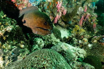 Moray eel