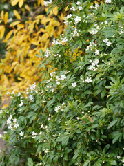 Orangenblume oder Choisya ternata, ein hübscher Blütenstrauch mit weißen Blüten duften wunderbar nach Orangen