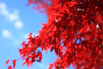 紅葉