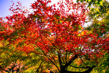 朝地の紅葉