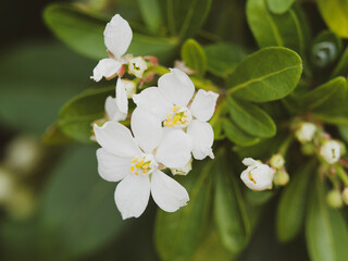 (Choisya ternata) Orangenblume, kleiner Strauch mit aromatischen fingerförmig dunkelgrünen,...