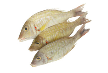 Pink ear emperor fish isolated on white background