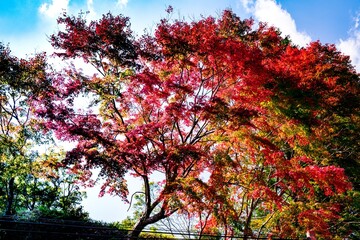 朝地の紅葉