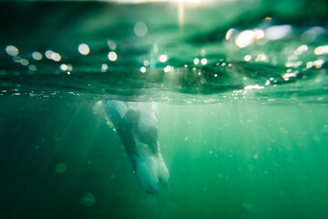 Swimmer jumps into the baltic sea photographed from an underwater perspective with sun rays hitting...